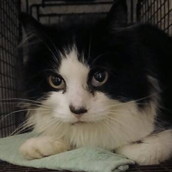 Elsa 26 -  Domestic Medium Hair Cat Available for Adoption in Lindenhurst, New York - Elsa 26 | PetCurious