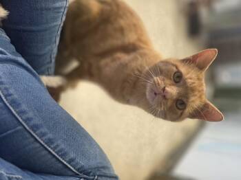Spooks -  American Shorthair Cat for Adoption in Merrillville, Indiana - Spooks | PetCurious