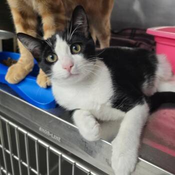 Feverfew -  Domestic Short Hair Cat for Adoption in Spokane, Washington - Feverfew | PetCurious