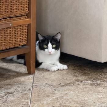 Pepper -  Domestic Short Hair Cat for Adoption in Coachella, California - Pepper | PetCurious