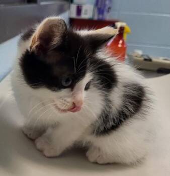 Domestic Short Hair Cats Available for Adoption in Lawrenceville, Georgia - If-8 Moo Moo | PetCurious
