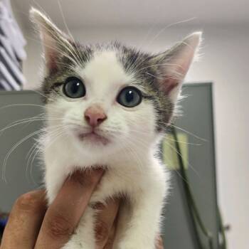 Rescue Domestic Short Hair Cats for Adoption in Charleston, West Virginia - Gottmilk | PetCurious