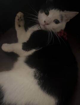 Rescue British Shorthair and Munchkin Cats for Adoption in New Blaine, Arkansas - Dobby | PetCurious