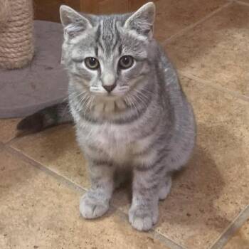 Tabby Cats Available for Adoption - Mattie | PetCurious