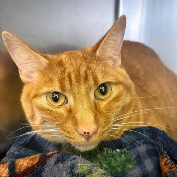 Pumpkin -  Domestic Short Hair Cat for Adoption in Spokane, Washington - Pumpkin | PetCurious