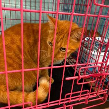 Sir Whiskers Sriracha -  Domestic Short Hair Cat for Adoption in Gadsden, Alabama - Sir Whiskers Sriracha | PetCurious