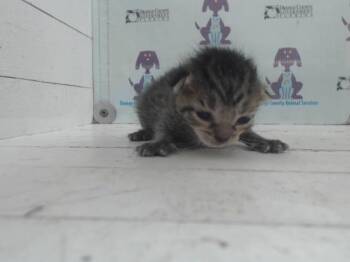 JILL -  Domestic Short Hair Cat for Adoption in Orlando, Florida - JILL | PetCurious