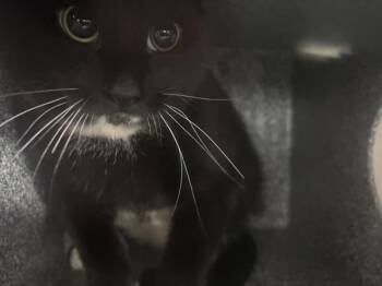 Panko -  Domestic Short Hair Cat for Adoption in New York, New York - Panko | PetCurious