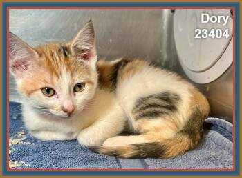 DORY (see also littermates) -  Domestic Short Hair and Calico Cat for Adoption in Marietta, Georgia - DORY (see Also Littermates) | PetCurious