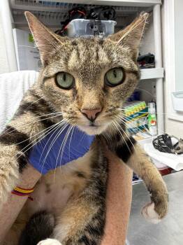 Peridot -  Domestic Short Hair Cat for Adoption in Pomona, New York - Peridot | PetCurious