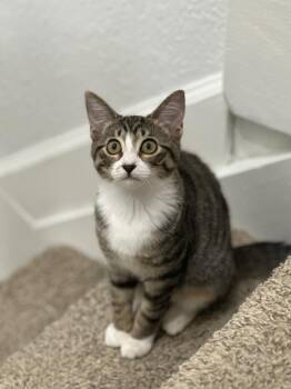 Rescue Russian Blue and Tabby Cats for Adoption in Quail Heights, Florida - Wegovy & Tom | PetCurious