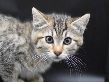 Bayetta -  Domestic Short Hair Cat for Adoption in Portland, Oregon - Bayetta | PetCurious