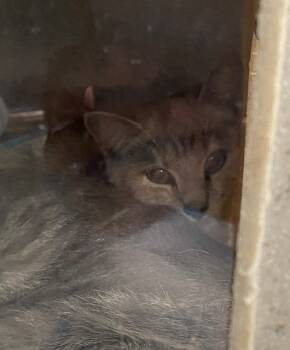 Rescue Domestic Short Hair Cats for Adoption in Westminster, Maryland - BLOSSOM | PetCurious