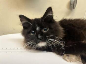 Domestic Short Hair Cats Available for Adoption - A527653 | PetCurious