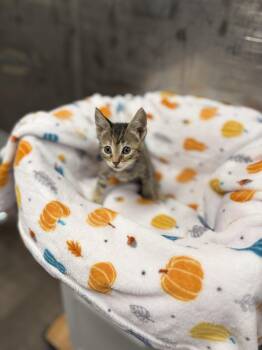 Tabby Cats Available for Adoption in Jurupa Valley, California - Abernathy  | PetCurious