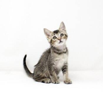 Oren -  Domestic Short Hair Cat for Adoption in Florence, Arizona - Oren | PetCurious