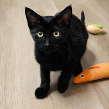 Ziggi -  Domestic Short Hair Cat for Adoption in Pleasant Hill, California - Ziggi | PetCurious