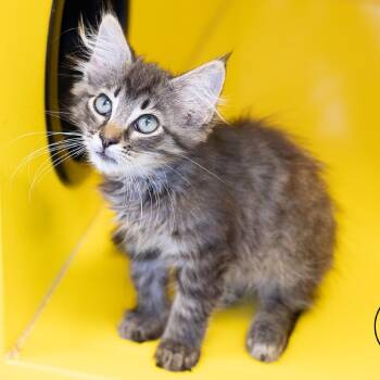 Logan -  Domestic Long Hair Cat for Adoption in Abilene, Texas - Logan | PetCurious