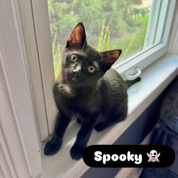 Spooky -  Domestic Short Hair Cat for Adoption in Mcdonald, Pennsylvania - Spooky | PetCurious