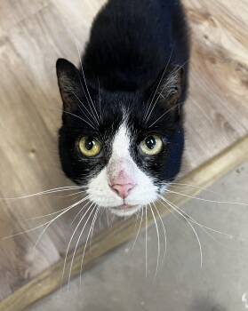 Rescue Domestic Short Hair Cats for Adoption in Binghamton, New York - Papaya | PetCurious