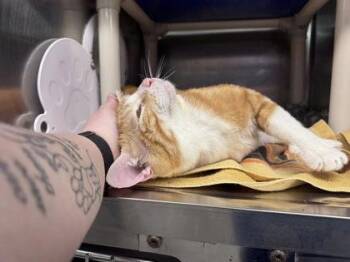 Denali -  Domestic Short Hair Cat for Adoption in Hobart, Indiana - Denali | PetCurious