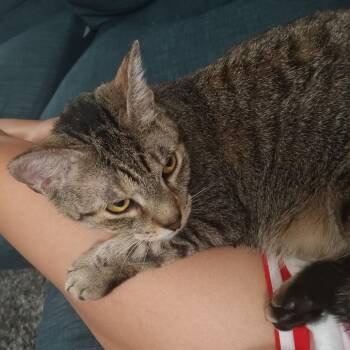 Domestic Short Hair Cats Available for Adoption in Philadelphia, Pennsylvania - Taiga | PetCurious