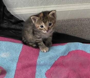 Annie Bates -  Domestic Short Hair and Torbie Cat for Adoption in Chandler, Arizona - Annie Bates | PetCurious