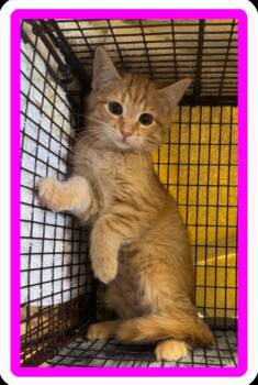 Tennessee -  Tabby Cat for Adoption in Albuquerque, New Mexico - Tennessee | PetCurious