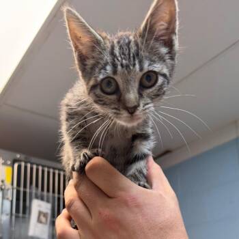 Logan -  Domestic Short Hair Cat for Adoption in Newport, North Carolina - Logan | PetCurious