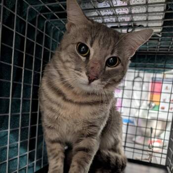 Domestic Short Hair Cats Available for Adoption in League City, Texas - Mrs.Perla | PetCurious
