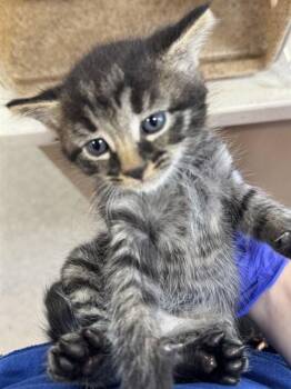 HAMMURABI -  Domestic Short Hair Cat for Adoption in Louisville, Kentucky - HAMMURABI | PetCurious