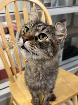 Crinkle Cut Potato -  Domestic Medium Hair Cat for Adoption in Santa Rosa, California - Crinkle Cut Potato | PetCurious