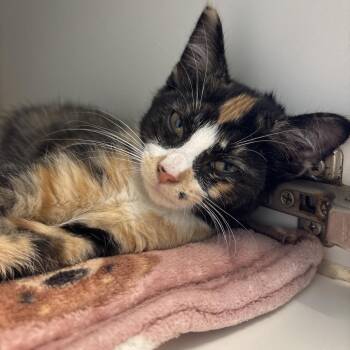 Olive -  Domestic Short Hair Cat for Adoption in Naperville, Illinois - Olive | PetCurious