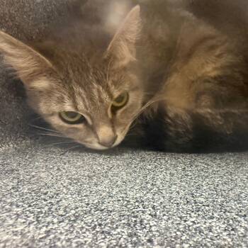 Domestic Short Hair Cats Available for Adoption - Seitan | PetCurious