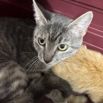 Velvet -  Domestic Short Hair Cat for Adoption in League City, Texas - Velvet | PetCurious