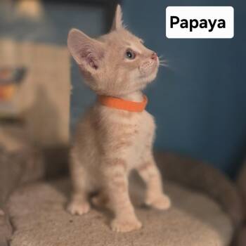 Papaya -  Domestic Short Hair Cat for Adoption in NEW PT RICHEY, Florida - Papaya | PetCurious