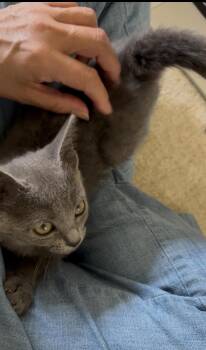 Izzy -  Russian Blue Cat for Adoption in Walnut Creek, California - Izzy | PetCurious