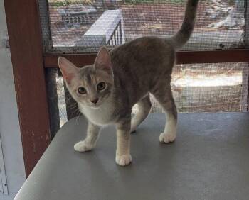 Roxanna -  Calico and Domestic Short Hair Cat for Adoption in Garner, North Carolina - Roxanna | PetCurious