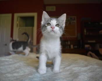 Domestic Short Hair Cats Available for Adoption in Hartville, Ohio - Charmy | PetCurious