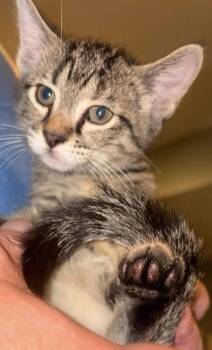 Monica (Red Collar) -  Domestic Short Hair and Tabby Cat for Adoption in Fremont, Nebraska - Monica (Red Collar) | PetCurious