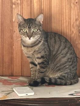 Rescue Domestic Short Hair Cats for Adoption in Plattsburgh, New York - Sabrina | PetCurious