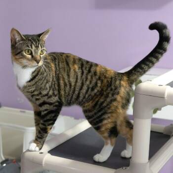 Domestic Short Hair Cats Available for Adoption in Mckean, Pennsylvania - Cady | PetCurious