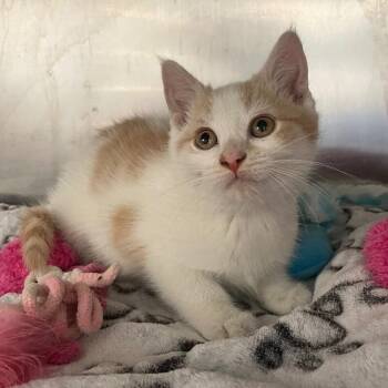 Domestic Short Hair Cats Available for Adoption in Roanoke, Virginia - Ant | PetCurious