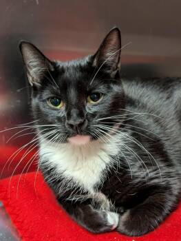 Domestic Short Hair Cats Available for Adoption - Pidgeotto | PetCurious