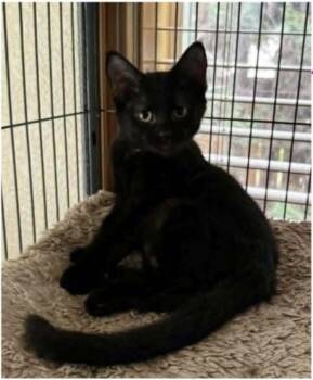 Tiffin -  Domestic Short Hair Cat for Adoption in Eugene, Oregon - Tiffin | PetCurious