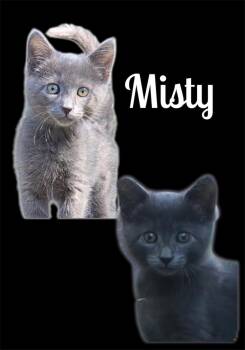 Misty -  Domestic Short Hair Cat Available for Adoption in Auburn, California - Misty | PetCurious