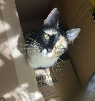 Domestic Short Hair Cats Available for Adoption - Cowgirl Chicken | PetCurious