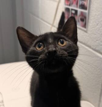 Kuro -  Domestic Short Hair Cat for Adoption in Golden, Colorado - Kuro | PetCurious