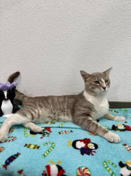 Cooper -  Domestic Short Hair Cat for Adoption in Las Vegas, Nevada - Cooper | PetCurious