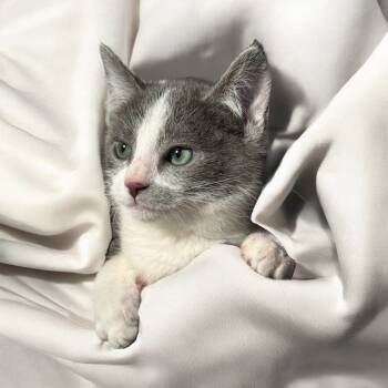 Rescue Domestic Short Hair Cats for Adoption in Grantsville, Utah - Brooklyn | PetCurious